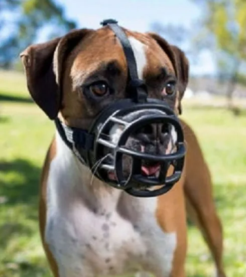 Bozal Plástico Para Perro