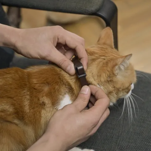 Collar Repelente Para Gatos