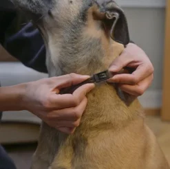 Collar Repelente Para Perros