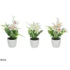 Maceta Cymbidiums 21cm Surt