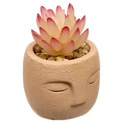 Planta Suculenta Maceta Cemento Teri 13cm