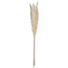 Ramo Pampas Natural 65cm