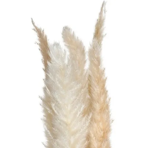 Ramo Pampas Natural 65cm