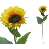 Vara Girasol D13cm 60cm